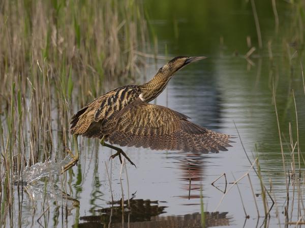 Roerdomp (Botaurus stellaris)